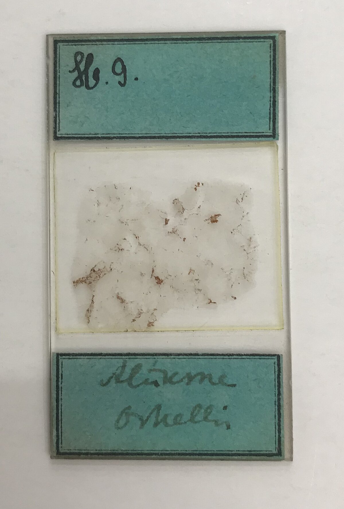 Otto Meļļa paraksts uz kolekcijas plānslīpējuma, kas izgatavots no viņa Alūksnē ievāktā parauga. Foto: Vija Hodireva Otto Meļļa paraksts uz kolekcijas plānslīpējuma, kas izgatavots no viņa Alūksnē ievāktā parauga. Foto: Vija Hodireva